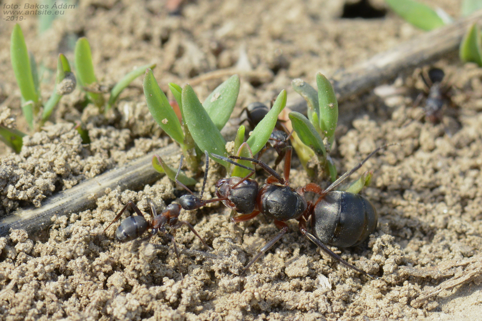 Formica cunicularia - gyakori rabszolgahangya