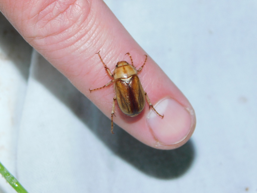 Rhizotrogus aestivus - tavaszvégi cserebogár
