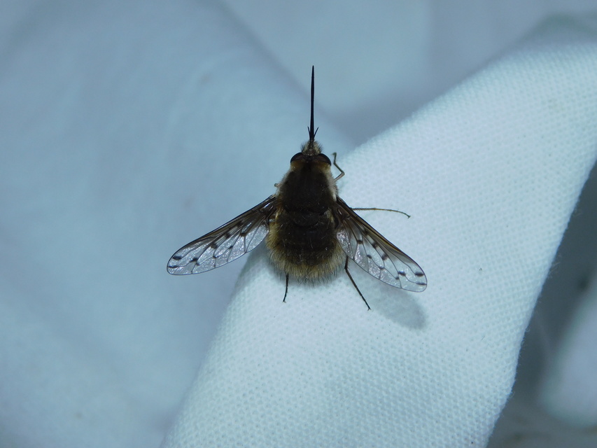 Bombylius