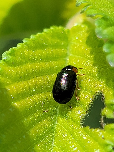 Smaragdina
