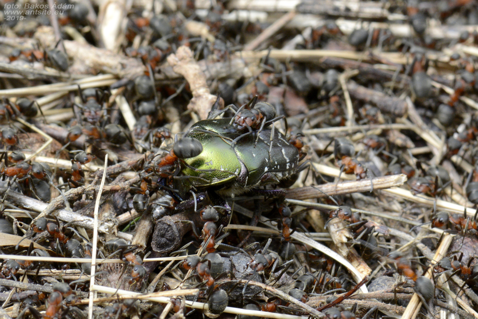 Formica pratensis - réti vöröshangya