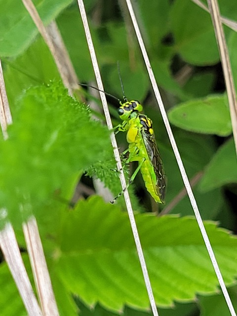 Rhogogaster chlorosoma - aranyszemű ékesdarázs
