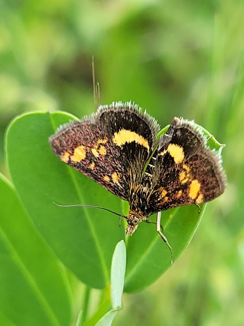 Pyrausta aurata - aranyló bíbormoly