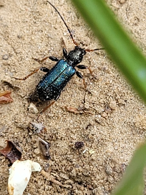 Phymatodes rufipes - kék háncscincér Phymatodes rufipes - kék háncscincér