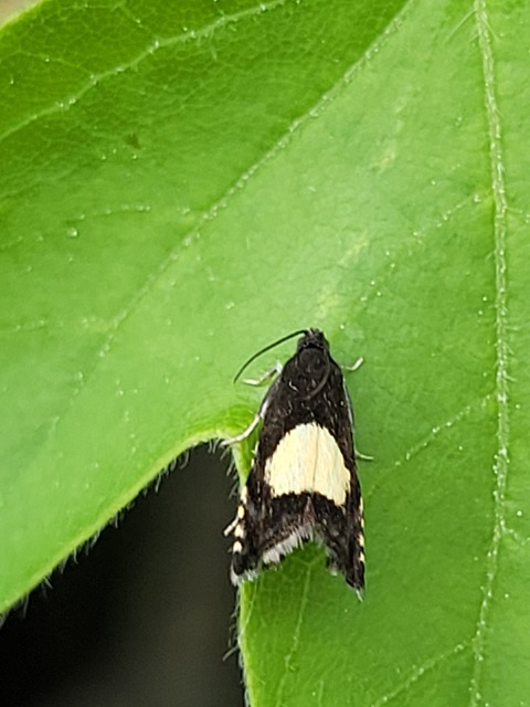 Pammene