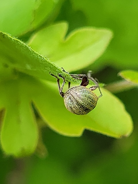 Phyllobius pyri - gyümölcsfa-levélormányos