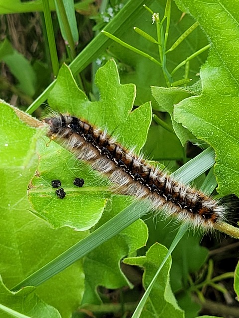 Eriogaster catax - sárga gyapjasszövő