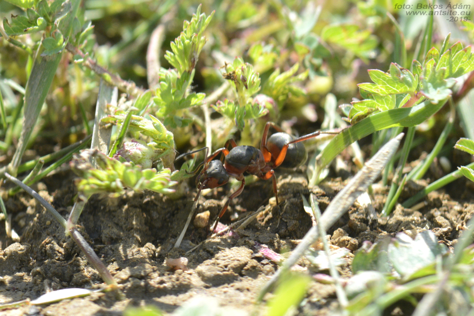 Formica pratensis - réti vöröshangya