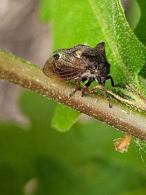 Centrotus cornutus - szarvaskabóca