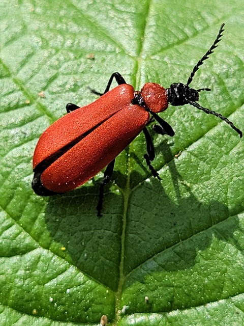 Pyrochroa coccinea - nagy bíborbogár