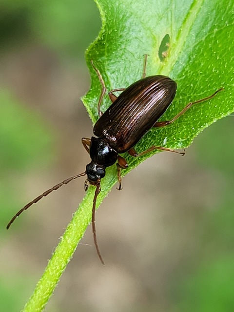 Gonodera luperus - gyászos alkonybogár