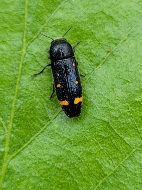 Ptosima undecimmaculata - sárgafoltos díszbogár