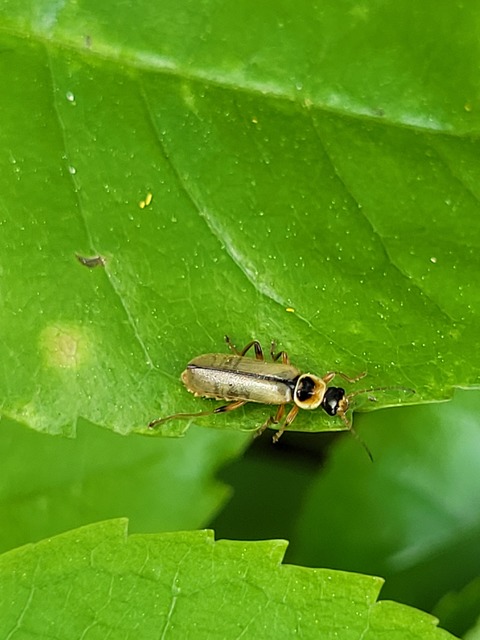 Metacantharis clypeata - tavaszi lágybogár