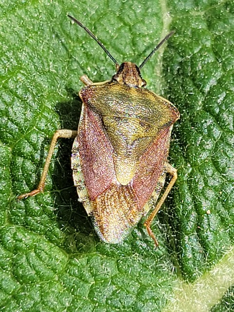 Carpocoris Carpocoris