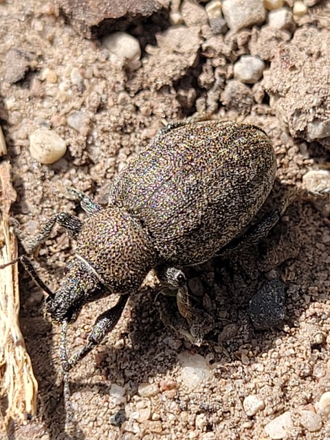 Otiorhynchus ligustici - vincellér-gyalogormányos