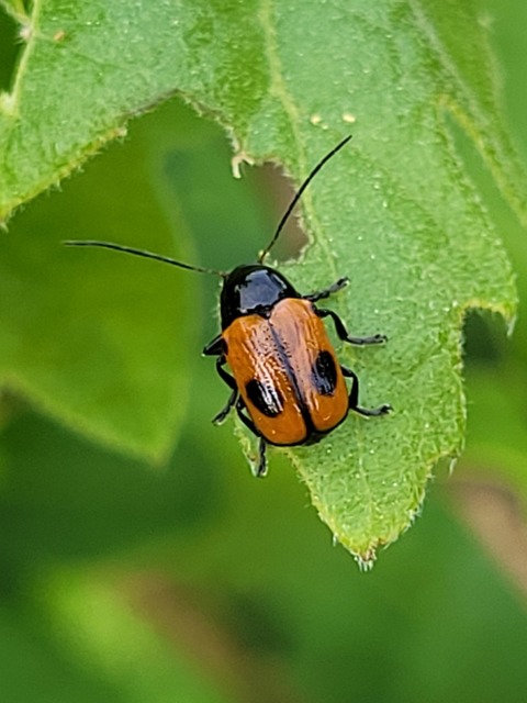 Cryptocephalus bipunctatus - kétpettyes zömökbogár