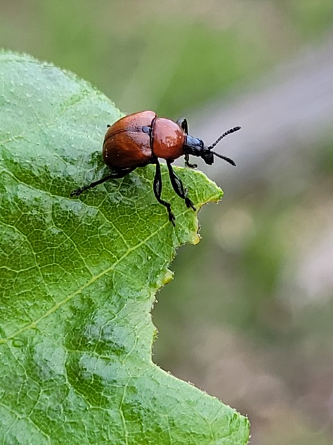 Attelabus nitens - tölgy-levélsodró