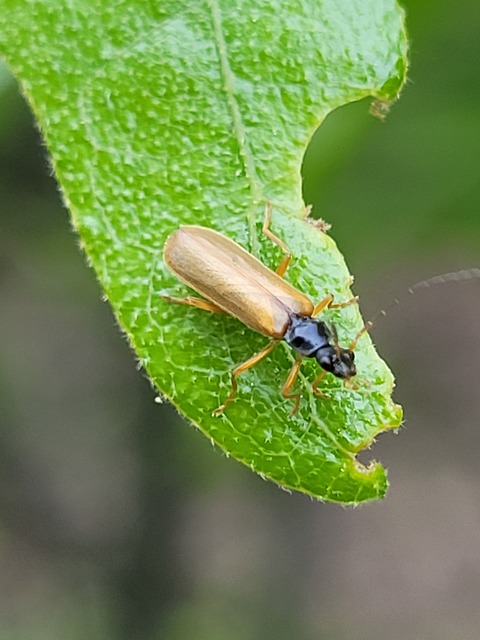 Rhagonycha lignosa - cserjés-lágybogár