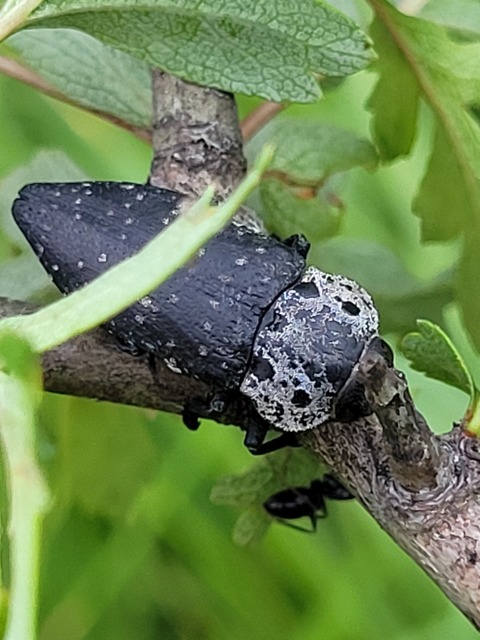 Capnodis tenebrionis - kökény-tükrösdíszbogár