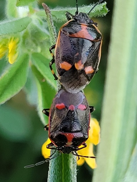 Eurydema oleracea - paréjpoloska Eurydema oleracea - paréjpoloska