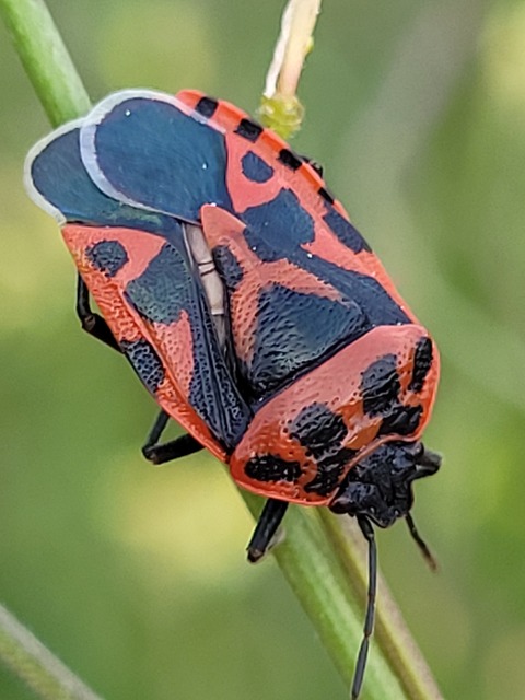 Eurydema ventralis - káposztapoloska