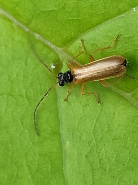 Rhagonycha lignosa - cserjés-lágybogár