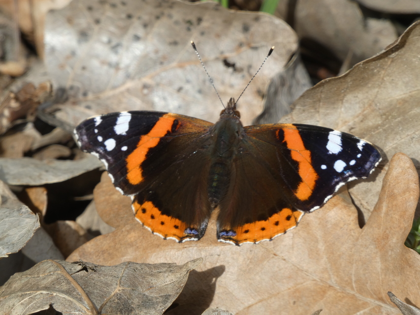 Vanessa atalanta - atalantalepke