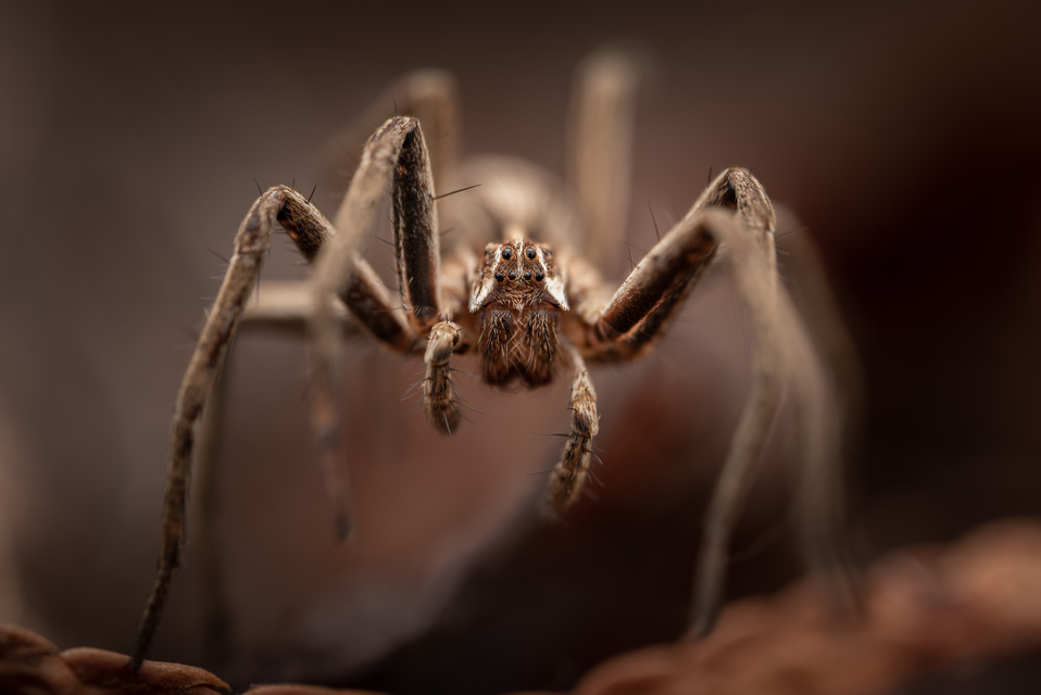 Pisaura mirabilis - csodáspók
