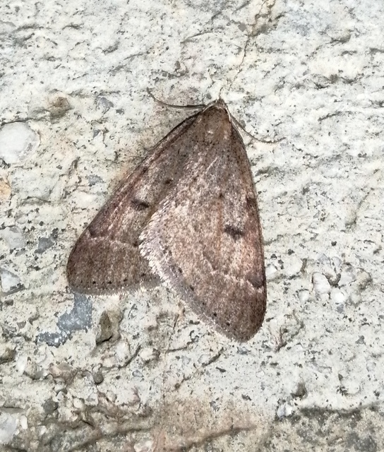 Theria rupicapraria - tavaszi kökényaraszoló