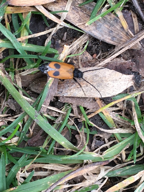 Apalus bimaculatus - kétfoltos élősdibogár