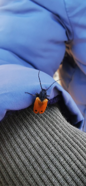 Apalus bimaculatus - kétfoltos élősdibogár