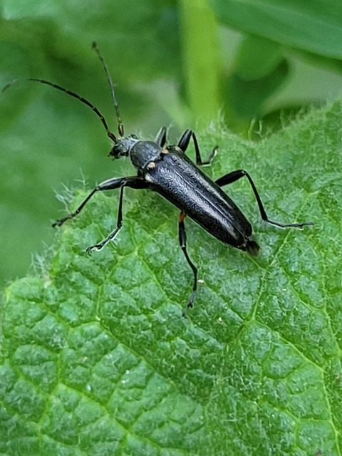 Cortodera humeralis - négyfoltos cserjecincér