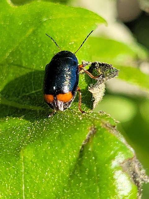 Cryptocephalus schaefferi - lapátlábú zömökbogár