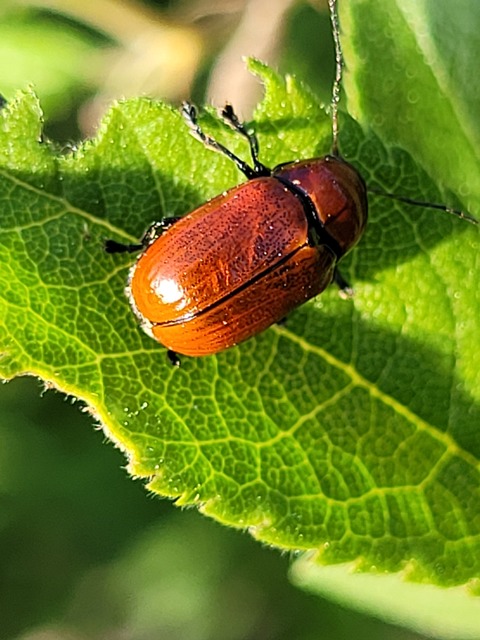 Cryptocephalus coryli - mogyoró-zömökbogár