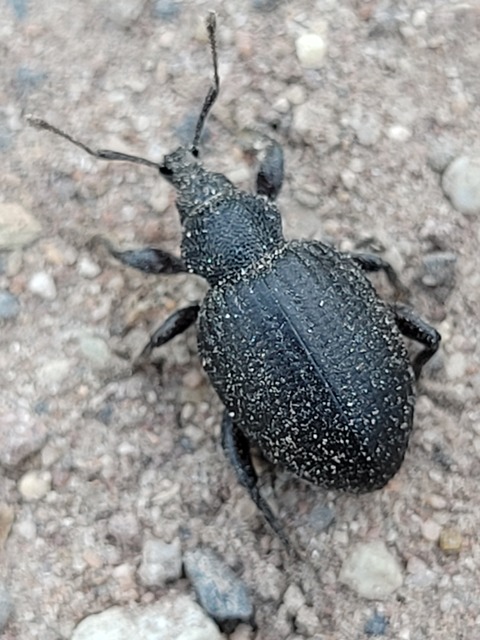 Otiorhynchus catenulatus - gyászos gyalogormányos