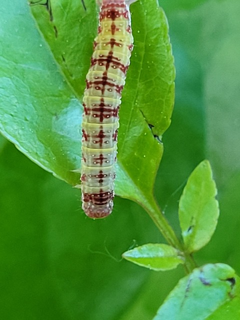 Epirrita