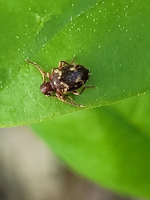 Ptinus rufipes - vöröslábú tolvajbogár