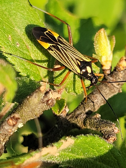 Miris striatus - sávos mezeipoloska