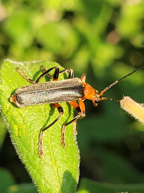 Cantharis livida - mezei lágybogár