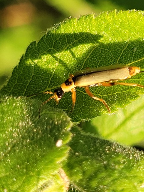 Metacantharis clypeata - tavaszi lágybogár