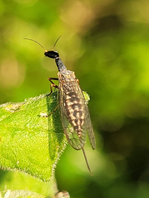 Raphidioptera - Tevenyakú-fátyolkák