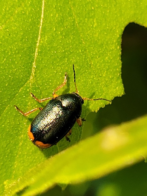Cryptocephalus schaefferi - lapátlábú zömökbogár