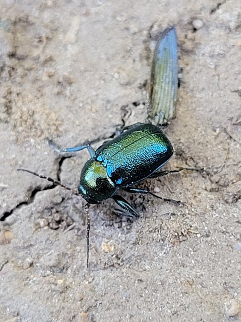 Cryptocephalus schaefferi - lapátlábú zömökbogár
