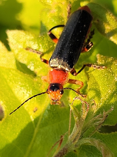 Cantharis livida - mezei lágybogár