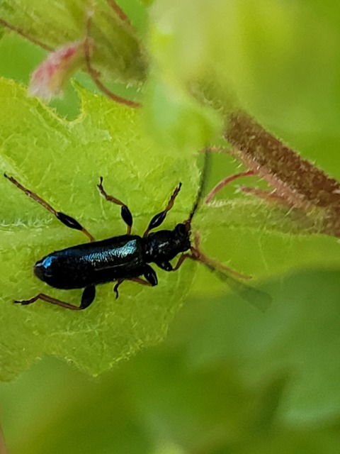 Phymatodes rufipes - kék háncscincér Phymatodes rufipes - kék háncscincér