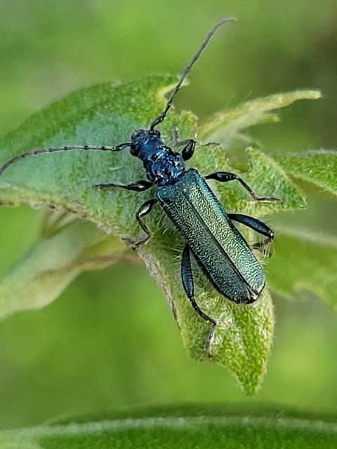 Callimus angulatus - zöld tölgycincér