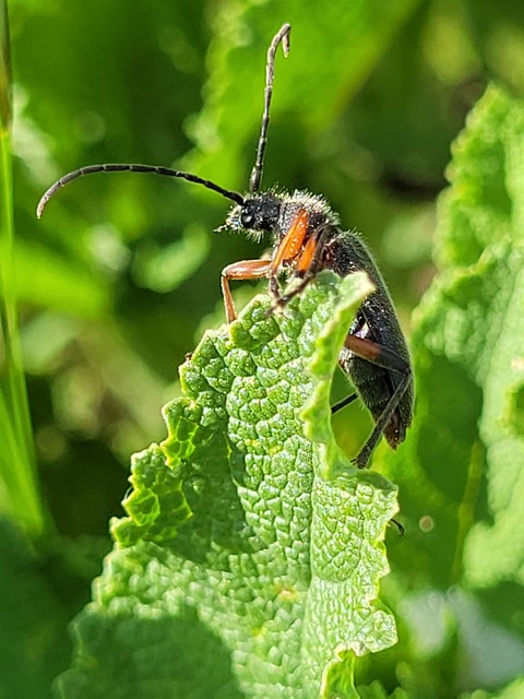 Cortodera villosa - bozontos cserjecincér