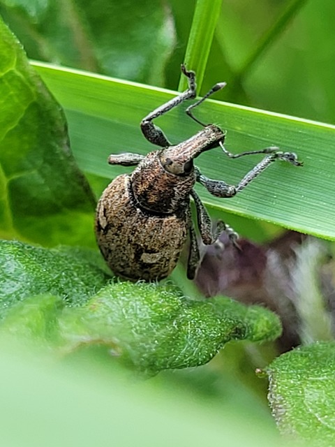 Graptus