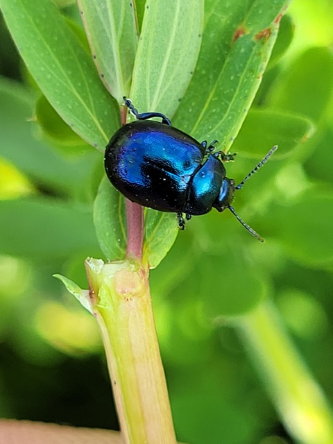 Chrysolina varians - kis orbáncfűlevelész