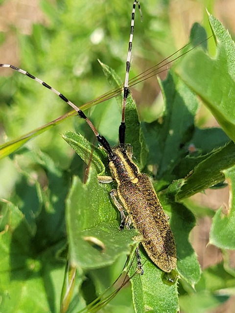 Agapanthia dahli - sárgagyűrűs bogáncscincér
